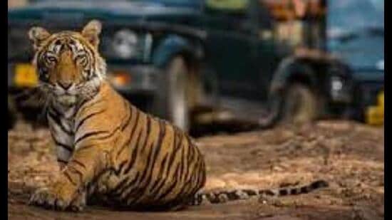 The tigress had wandered out of the reserved forest. (File)