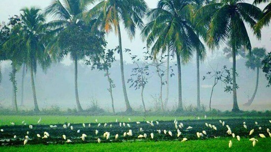 కోనసీమ (image source FB (Konaseema))