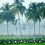కోనసీమ 