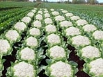 BJP minister Ashok Singhal shared a picture of cauliflowers in a tweet.