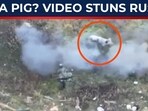 Ukraine war’s strangest twist: A pig spots live mine before Russian troops 