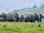 Officials said that the areas for the movement of wild elephants have been shrinking due to increasing encroachments. (Getty Images) Officials said that the areas for the movement of wild elephants have been shrinking due to increasing encroachments. (Getty Images)