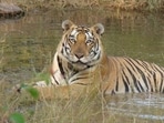 The court’s comprehensive pan-India guidelines, aimed at conservation of tigers and regulation of protected areas. (HT) The court’s comprehensive pan-India guidelines, aimed at conservation of tigers and regulation of protected areas. (HT)