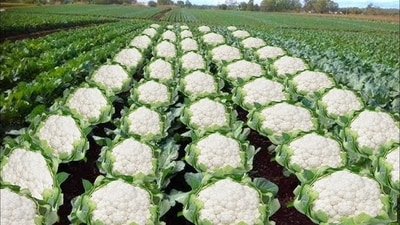 BJP minister Ashok Singhal shared a picture of cauliflowers in a tweet. (X/@TheAshokSinghal) BJP minister Ashok Singhal shared a picture of cauliflowers in a tweet. (X/@TheAshokSinghal)
