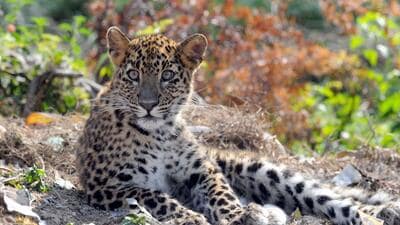 MoEFCC on Monday grants approval to Maharashtra government’s proposal for leopard birth control programme, making it the country’s first such initiative. ((PIC FOR REPRESENTATION)) MoEFCC on Monday grants approval to Maharashtra government’s proposal for leopard birth control programme, making it the country’s first such initiative. ((PIC FOR REPRESENTATION))