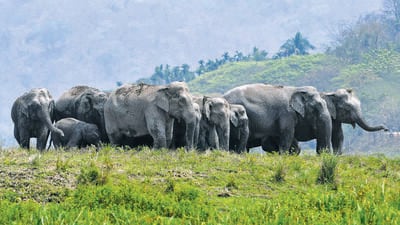 Officials said that the areas for the movement of wild elephants have been shrinking due to increasing encroachments. (Getty Images) Officials said that the areas for the movement of wild elephants have been shrinking due to increasing encroachments. (Getty Images)