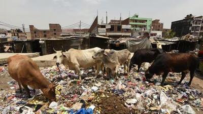 The Haryana Human Rights Commission (HHRC) has pulled up the Bhiwani municipal council over sanitation lapses and unchecked encroachments by dairies in residential areas, creating unhygienic zones. (Representational photo) The Haryana Human Rights Commission (HHRC) has pulled up the Bhiwani municipal council over sanitation lapses and unchecked encroachments by dairies in residential areas, creating unhygienic zones. (Representational photo)