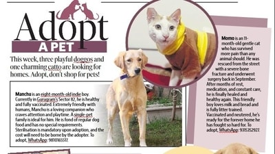 Meet the furry buddies who are looking for forever homes this week. Meet the furry buddies who are looking for forever homes this week.