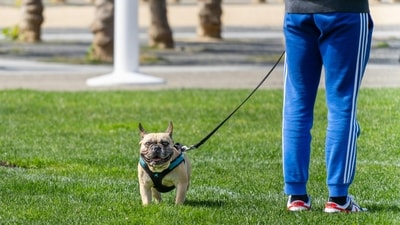 In Bengaluru, a 25-year-old advocate has filed a complaint alleging sexual harassment and theft after a man approached her while she walked her dog on November 7. (Image for representation/ Pexel/Abhishek Navlakha) In Bengaluru, a 25-year-old advocate has filed a complaint alleging sexual harassment and theft after a man approached her while she walked her dog on November 7. (Image for representation/ Pexel/Abhishek Navlakha)