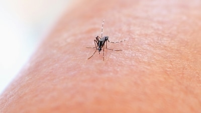 The number of deaths attributed to dengue has also reduced. (Unsplash/Representational Image)
