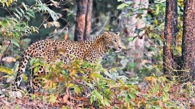 Leopard (Panthera pardus) is alert, Tadoba, Chandrapur, Maharashtra, India (Shutterstock)