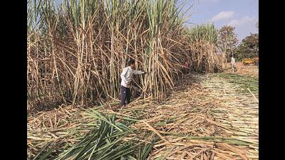 Northern Karnataka, particularly Belagavi and Bagalkot, accounts for some of the largest sugarcane outputs in the state. (HT PHOTO) Northern Karnataka, particularly Belagavi and Bagalkot, accounts for some of the largest sugarcane outputs in the state. (HT PHOTO)