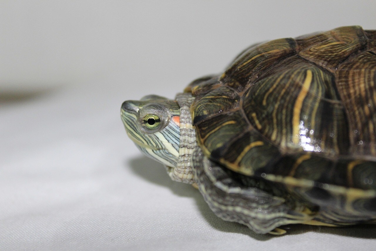 টেরাপিন (Terrapin) টেরাপিন (Terrapin)