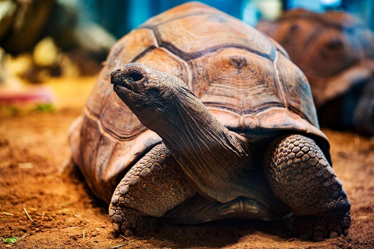 কচ্ছপ (Tortoise) কচ্ছপ (Tortoise)