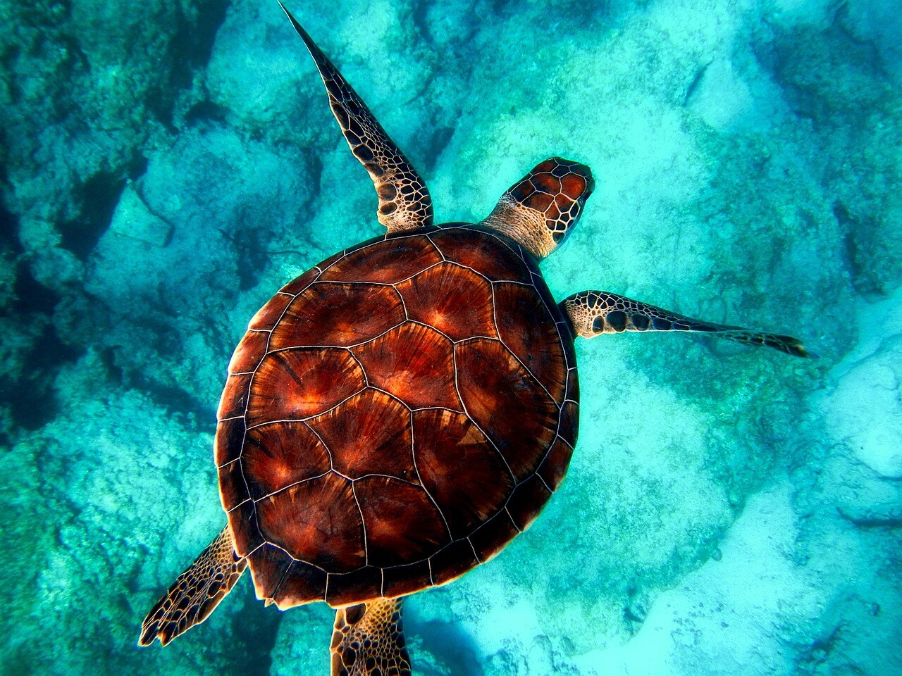 কাছিম (Turtle) কাছিম (Turtle)