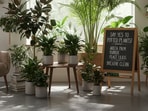 Beat Delhi's toxic air with some green magic by bringing home air-purifying plants, which can act as nature's air purifiers to freshen up your space. (Made using Gemini AI) Beat Delhi's toxic air with some green magic by bringing home air-purifying plants, which can act as nature's air purifiers to freshen up your space. (Made using Gemini AI)