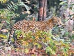 Leopard (Panthera pardus) is alert, Tadoba, Chandrapur, Maharashtra, India (Shutterstock)