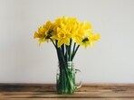 The bulbs, stems, and flowers of daffodils are very toxic. The bulbs, stems, and flowers of daffodils are very toxic.