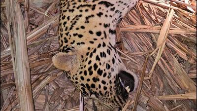 Wildlife forensic analysis confirms three hair samples collected by Junnar Forest Division in connection with recent leopard death case belonged to the same adult big cat shot dead in Shirur. (HT FILE) Wildlife forensic analysis confirms three hair samples collected by Junnar Forest Division in connection with recent leopard death case belonged to the same adult big cat shot dead in Shirur. (HT FILE)