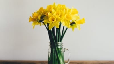 The bulbs, stems, and flowers of daffodils are very toxic. (Representative image/Unsplash) The bulbs, stems, and flowers of daffodils are very toxic. (Representative image/Unsplash)