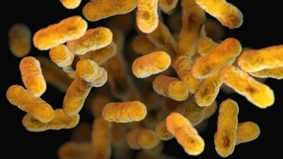 Tubercolosis still kills over 1.2 million people annually, as per the WHO. (Representative image/Unsplash) Tubercolosis still kills over 1.2 million people annually, as per the WHO. (Representative image/Unsplash)