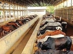 The administration has also directed that the records related to cow shelters be kept fully updated in compliance with government instructions. Notices are to be issued to illegally operated shelters, officials said. (HT Archive)
