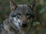 India is home to several rare and intriguing animal species.