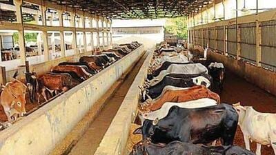 The administration has also directed that the records related to cow shelters be kept fully updated in compliance with government instructions. Notices are to be issued to illegally operated shelters, officials said. (HT Archive)