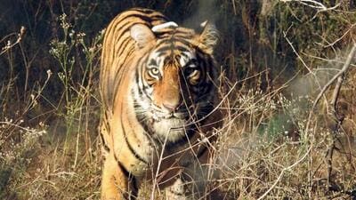The tigress, initially named ‘Chanda’ and renamed to ‘Tara’, was shifted to Sahyadri from Tadoba–Andhari Tiger Reserve. (HT File Photo) The tigress, initially named ‘Chanda’ and renamed to ‘Tara’, was shifted to Sahyadri from Tadoba–Andhari Tiger Reserve. (HT File Photo)