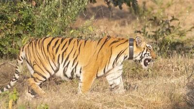 Tigress Chanda from Tadoba was released into the Sahyadri Reserves on Thursday after completing a scientifically supervised acclimatisation period inside an enclosure at Chandoli National Park. (HT) Tigress Chanda from Tadoba was released into the Sahyadri Reserves on Thursday after completing a scientifically supervised acclimatisation period inside an enclosure at Chandoli National Park. (HT)