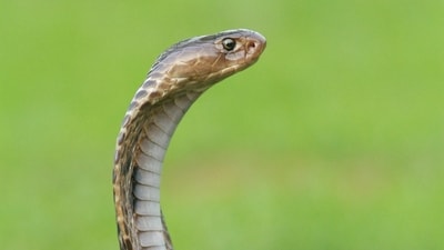 All about the 10 most dangerous snakes in the world. (Unsplash/ Representational) All about the 10 most dangerous snakes in the world. (Unsplash/ Representational)