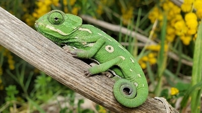 The animal kingdom thrives on survival of the fittest, with camouflage as a key survival tactic. From chameleons to geckos, various animals use unique adaptations to blend into their environments. (Representative Image: Unsplash) The animal kingdom thrives on survival of the fittest, with camouflage as a key survival tactic. From chameleons to geckos, various animals use unique adaptations to blend into their environments. (Representative Image: Unsplash)