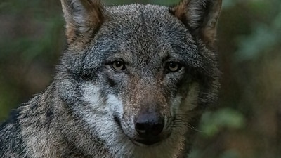 India is home to several rare and intriguing animal species. (Unsplash) India is home to several rare and intriguing animal species. (Unsplash)