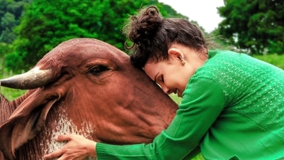 Popularised in the West, Cow cuddling is quietly gaining momentum across India’s farms and rural retreats. Popularised in the West, Cow cuddling is quietly gaining momentum across India’s farms and rural retreats.