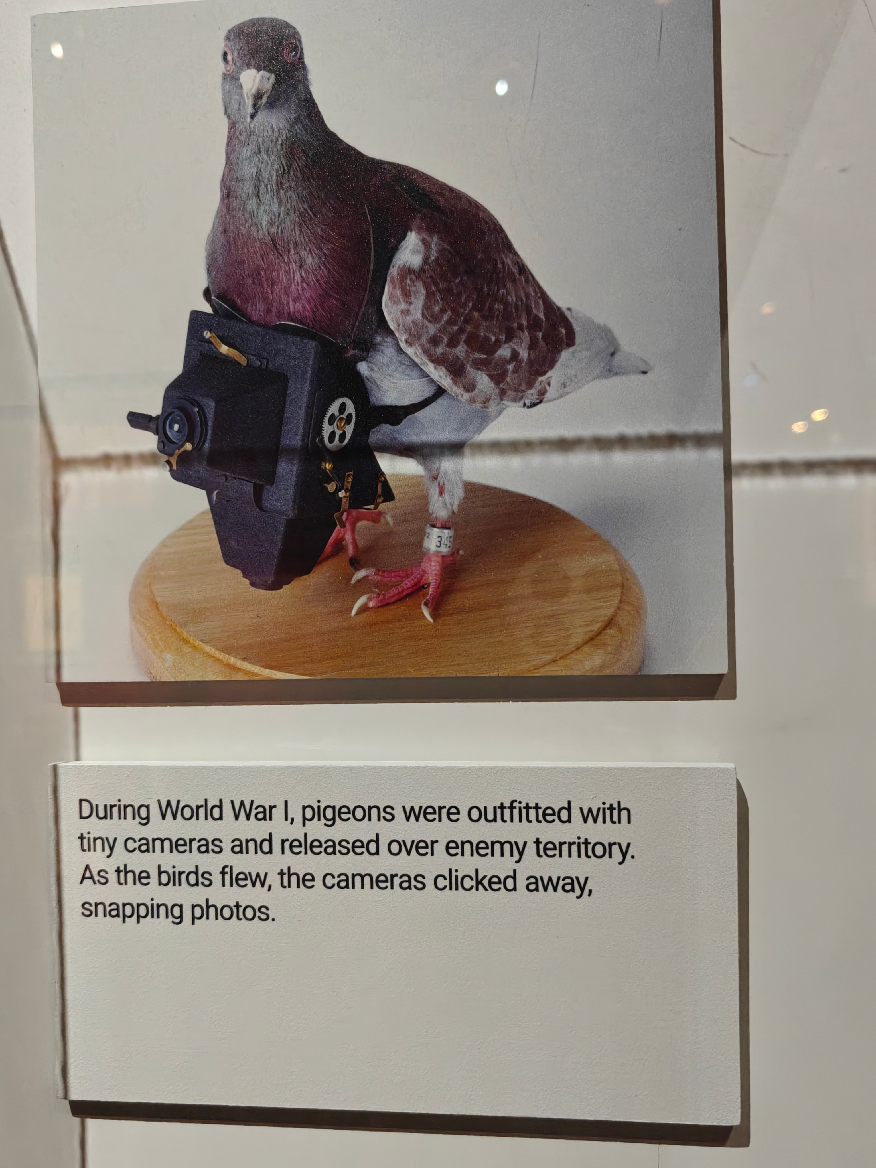 The original drones of World War I. (Riddhi Doshi)