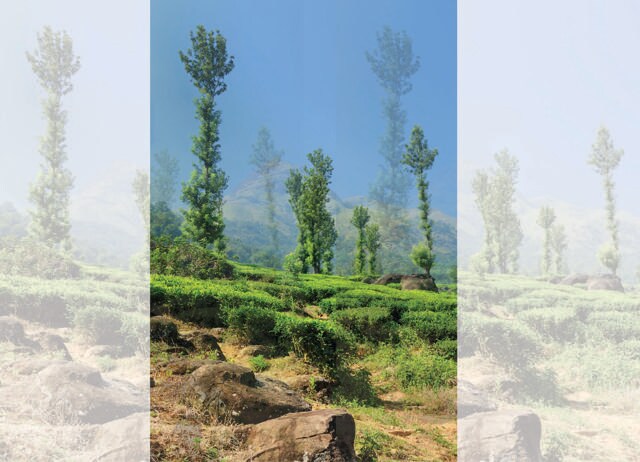 Wayanad in Kerala has breathtaking scenery and an AQI that doesn’t go above the 20s (ADOBE STOCK) Wayanad in Kerala has breathtaking scenery and an AQI that doesn’t go above the 20s (ADOBE STOCK)