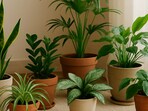 Soft green indoor plants arranged in a cosy corner, bringing cleaner air, gentle colour and a fresh mood to a low-light Indian home.(Ai Generated)