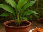 Fresh turmeric leaves rising from a deep pot in soft morning light, bringing warm colour and quiet charm to a small home garden.(Ai Generated)