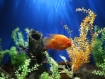 All about the best aqua plants that can be added to the fish tanks and aquariums. All about the best aqua plants that can be added to the fish tanks and aquariums.