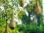 Know everything about five bird species that build some of the world’s most unusual nests. Know everything about five bird species that build some of the world’s most unusual nests.