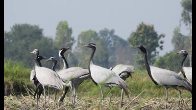Demoiselle Cranes at Chandan chowki, Dudhwa Core region. (Sourced) Demoiselle Cranes at Chandan chowki, Dudhwa Core region. (Sourced)
