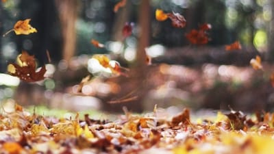 Here's a detailed weather forecast for Thanksgiving Here's a detailed weather forecast for Thanksgiving