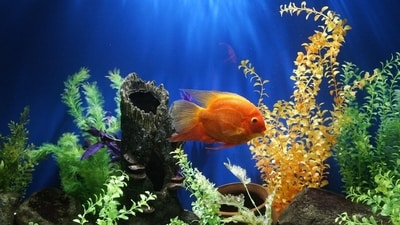 All about the best aqua plants that can be added to the fish tanks and aquariums. (Unsplash) All about the best aqua plants that can be added to the fish tanks and aquariums. (Unsplash)