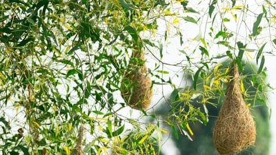 Know everything about five bird species that build some of the world’s most unusual nests. (Unsplash) Know everything about five bird species that build some of the world’s most unusual nests. (Unsplash)