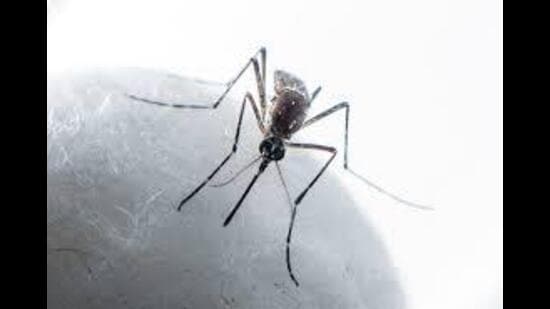 This year, Sangrur is the worst affected district with 113 cases, followed by Barnala (104). Patiala, which is simultaneously battling a dengue outbreak, has reported 74 chikungunya cases.