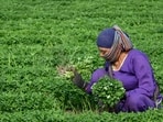 Under the new codes, women can now work night shifts with safety measures, overturning earlier state restrictions on night work in certain industries. Under the new codes, women can now work night shifts with safety measures, overturning earlier state restrictions on night work in certain industries.