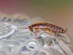 Eliminating cockroaches through pest control can help reduce endotoxins and allergens in homes. Eliminating cockroaches through pest control can help reduce endotoxins and allergens in homes.