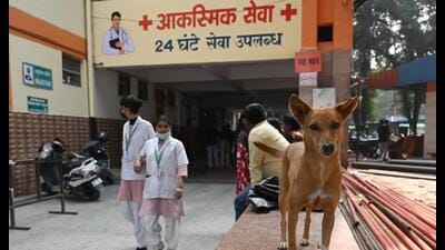 An inspection at Shyama Prasad Mukherjee (Civil) Hospital on Saturday found stray dogs roaming freely, showing the absence of operational shelters. (Mushtaq Ali/HT Photo) An inspection at Shyama Prasad Mukherjee (Civil) Hospital on Saturday found stray dogs roaming freely, showing the absence of operational shelters. (Mushtaq Ali/HT Photo)