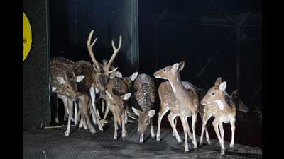 They were released into a specially designated enclosure, where officials will closely monitor them to ensure they adapt successfully before gradually integrating into the wild. (HT PHOTO) They were released into a specially designated enclosure, where officials will closely monitor them to ensure they adapt successfully before gradually integrating into the wild. (HT PHOTO)