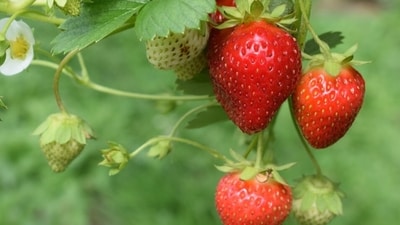 Strawberries are most productive in their second and third year. (Representative image/Unsplash) Strawberries are most productive in their second and third year. (Representative image/Unsplash)